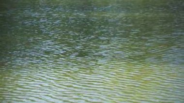 Su yüzeyinde küçük dalgalar var. Nehirde yeşil renk var. Su dokusu.