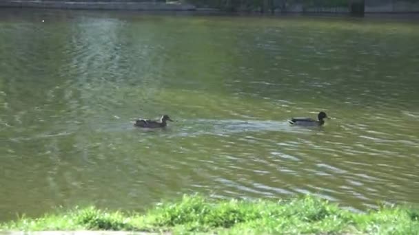 Two Wild Ducks Floating Calm River Clear Sunny Day Animal — Stock video
