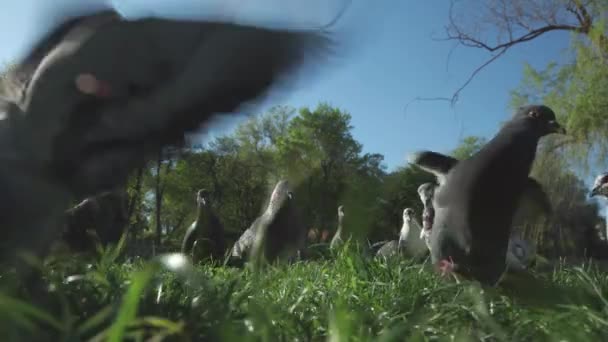 Flock Duvor Det Gröna Gräset Stadsparken Lägre Kameravinkel — Stockvideo