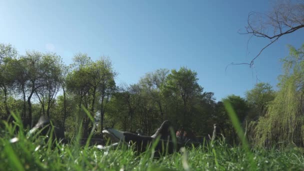 Flock Pigeons Green Grass City Park Lower Camera Angle — Stok Video