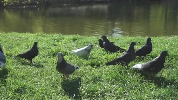 Şehir Parkındaki Yeşil Çimlerin Üzerinde Bir Güvercin Sürüsü Güneşli Nehir — Stok video