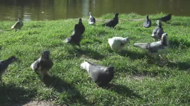 Flock Pigeons Green Grass City Park Sunny River Day Beautiful — Stok Video