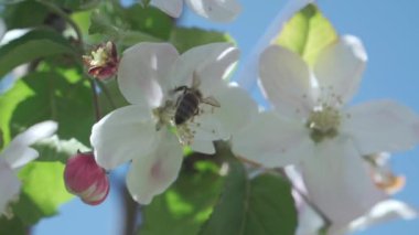 Mavi gökyüzüne karşı bir elma ağacını dölleyen bir arı. Yakın plan..