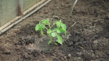 Watering tomato seedlings that have just been planted in the soil. Organic gardening, growing vegetables.