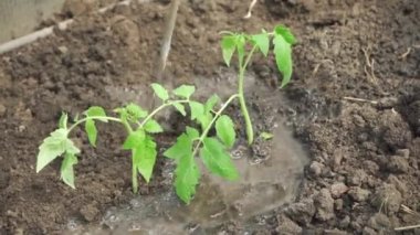 Watering tomato seedlings that have just been planted in the soil. Organic gardening, growing vegetables.