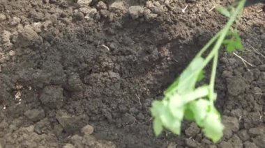 Toprağa domates tohumu ekiyorum. Tarım faaliyetleri, sebze yetiştirme. Yakın plan..