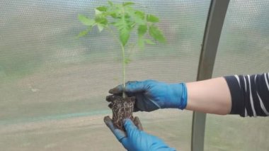 Women's hands in blue gloves hold a green tomato seedling, before planting in the soil. Growing vegetables.