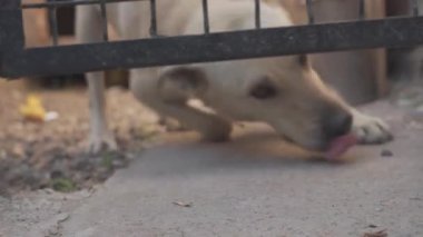 Köpek kulübesinde havlayan köpek. Esaret altındaki hayvanlar.