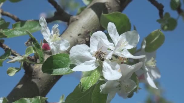 Bee Pollinates Apple Tree Flower Blue Sky Close — Stock Video