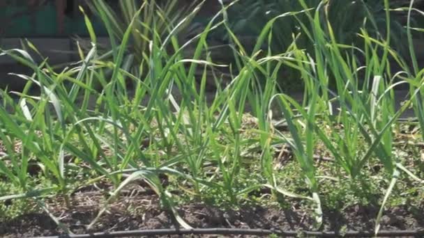 Green Onions Growing Garden Self Growing Vegetables Close — стоковое видео