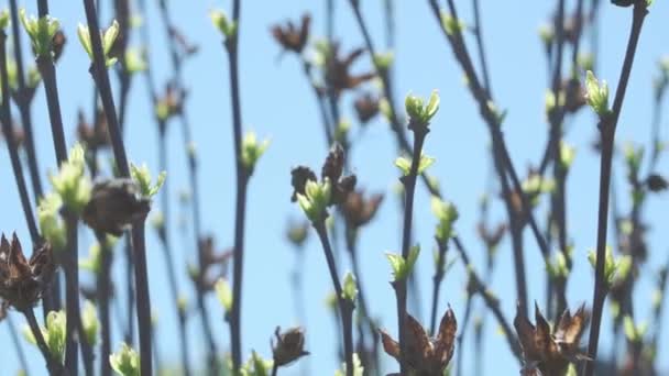 Kaum Erschienen Kleine Grüne Blätter Frühling Blühende Knospen Einer Pflanze — Stockvideo