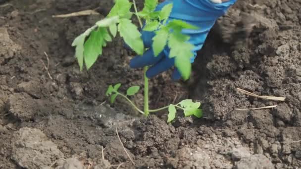 Planting Tomato Seedlings Soil Agricultural Activity Growing Vegetables Close — Stok video
