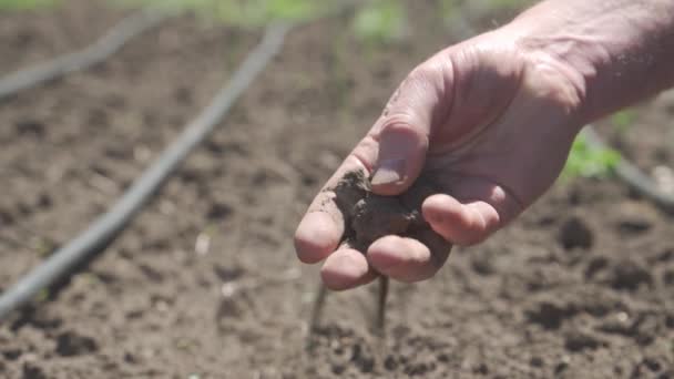 Die Hand Hält Trockene Erde Dürre Auf Dem Boden Probleme — Stockvideo