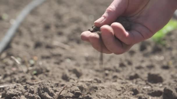这只手握住干土 土地干旱 农业问题 缺少灌溉用水 注意手部 — 图库视频影像