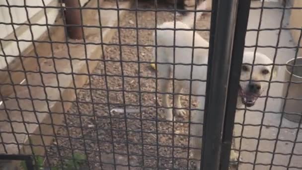 Köpek Kulübesinde Havlayan Köpek Esaret Altındaki Hayvanlar — Stok video
