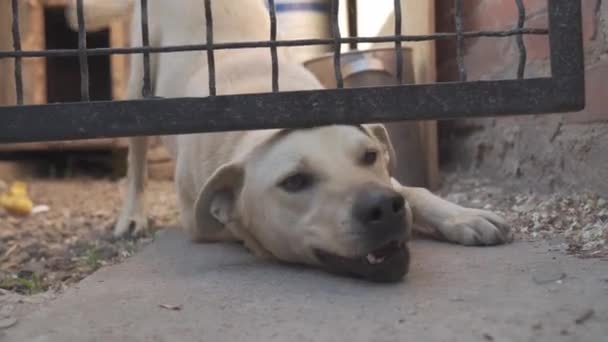 在狗笼里叫狗圈养的动物 — 图库视频影像
