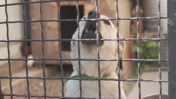 Chien Aboyant Dans Une Cage Chenil Animaux Captivité — Video