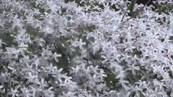 Mnoho Malých Bílých Květin Oblasti Zahrady Jsou Zavlažovány Zavlažování Rostlin — Stock video