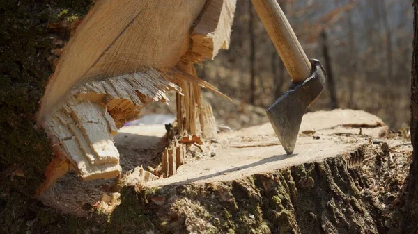 一个伐木工人的斧子立在一棵新砍伐的树桩上 森林砍伐的概念 — 图库照片