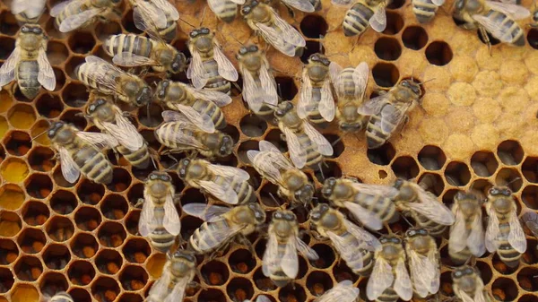 The bee family works on the combs in the hive.