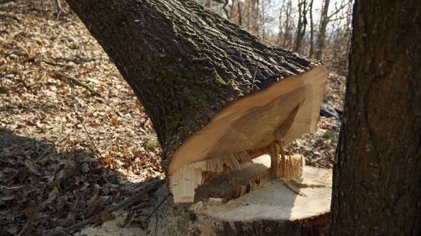 Padlý Strom Lese Těžba Dřeva — Stock fotografie