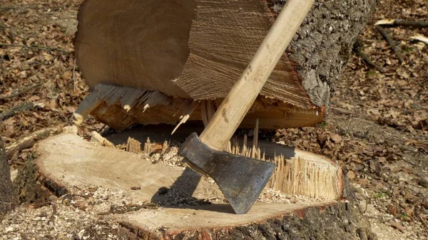 一个伐木工人的斧子立在一棵新砍伐的树桩上 森林砍伐的概念 — 图库照片