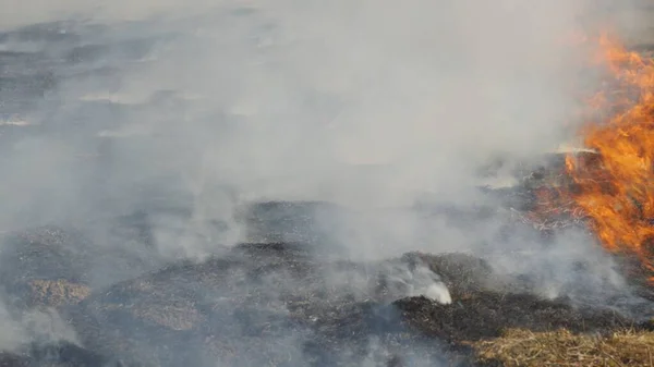 Ogień Terenie Pożar Lasu Spalenie Suchej Trawy Popiołów Płomieni Silny — Zdjęcie stockowe