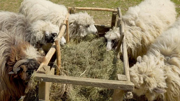 White Sheep Eat Grass Feeder Sheep Farm — Stock Photo, Image