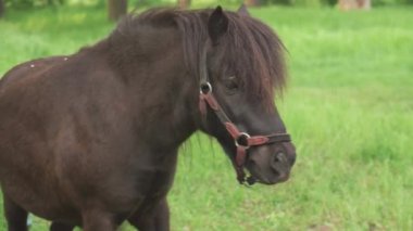 The muzzle of a brown pony against a background of green vegetation. Close-up.