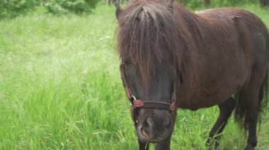 A small horse, a brown pony eats grass on a green meadow. Grazing animal, close-up.