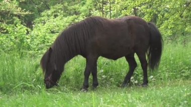 A small brown pony eating grass near the road. Grazing animals.