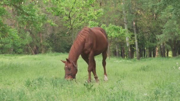 Brown Stallion Eats Grass Green Meadow Grazing Horse Wooded Area — Stockvideo