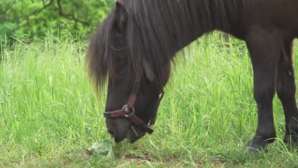 Small Horse Brown Pony Eats Grass Green Meadow Grazing Animal — Stock Video