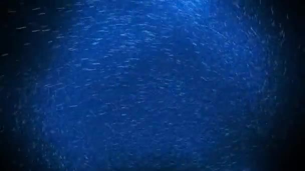 Воронка Обертається Світяться Блакитні Частинки Чорному Тлі Анімаційна Графіка Абстрактний — стокове відео