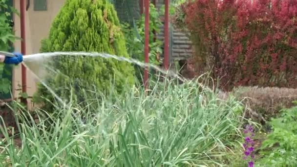 Zavlažování Zahrady Vodou Hadice Pěstování Péče Rostliny Zahradě Vysoce Kvalitní — Stock video
