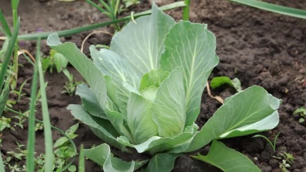 绿色卷心菜生长在花园的一张床上 环境友好 高质量的4K镜头 — 图库视频影像