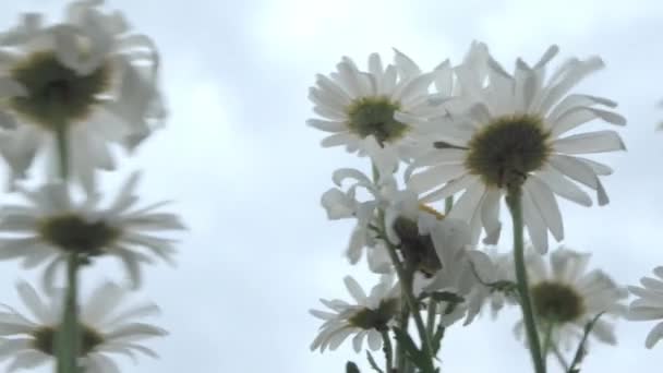 庭で成長し 空に対して風から揺れるデイジーは 下からの眺め 高品質4K映像 — ストック動画