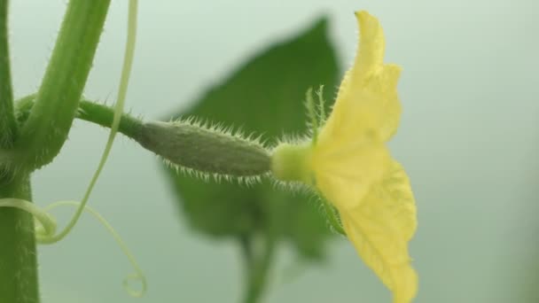 Pequeno Pepino Com Uma Flor Amarela Cresce Condições Estufa Jardinagem — Vídeo de Stock
