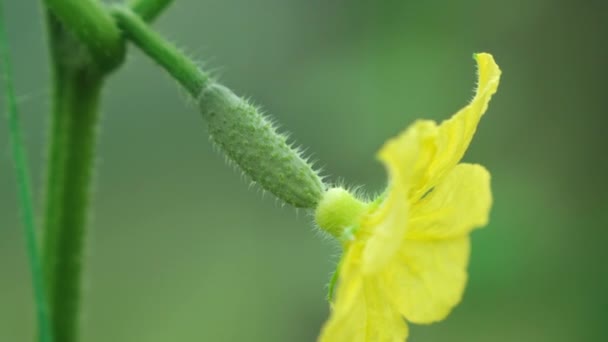 Een Kleine Komkommer Met Een Gele Bloem Groeit Kas Omstandigheden — Stockvideo