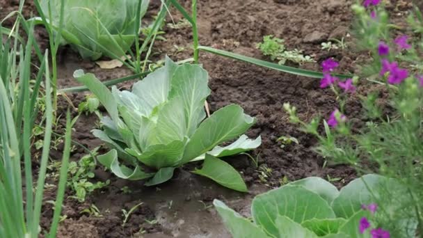 绿色卷心菜生长在花园的一张床上 环境友好 高质量的4K镜头 — 图库视频影像