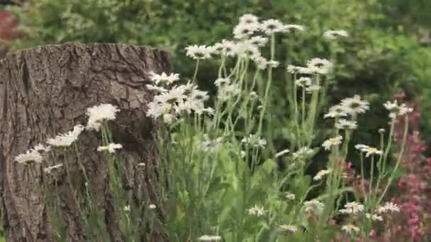 庭で成長し 風に揺れるデイジー 高品質4K映像 — ストック動画