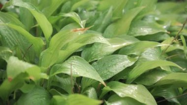 Yağmurdan sonra bahçede yeşil yapraklar var, üzerinde birçok su damlası var. Yüksek kalite 4k görüntü