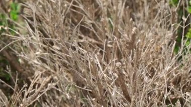 Kavurucu güneşin altında solmuş bir bitki. Kurak iklim. Yüksek kalite 4k görüntü