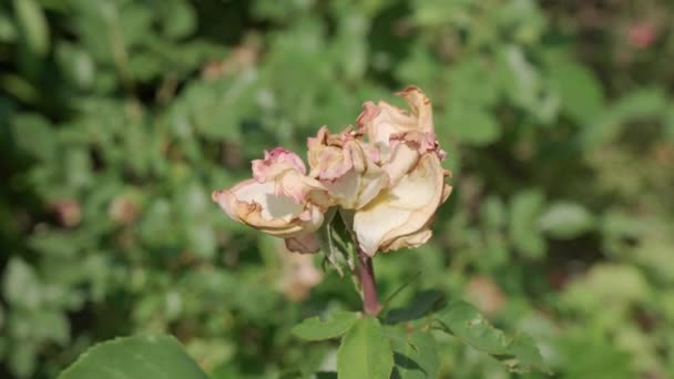 Wilted Rose Petals Green Garden High Quality Footage — Stock Video