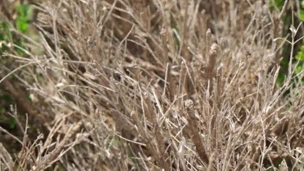 Withered Plant Rays Scorching Sun Arid Climate High Quality Footage — Stock Video