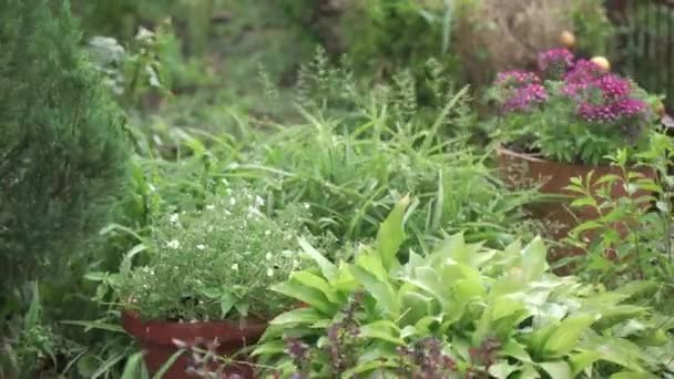 Grünpflanzen Garten Bei Regen Hochwertiges Filmmaterial — Stockvideo
