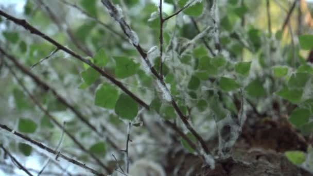Muchas Telas Araña Follaje Verde Del Árbol Vista Inferior — Vídeos de Stock