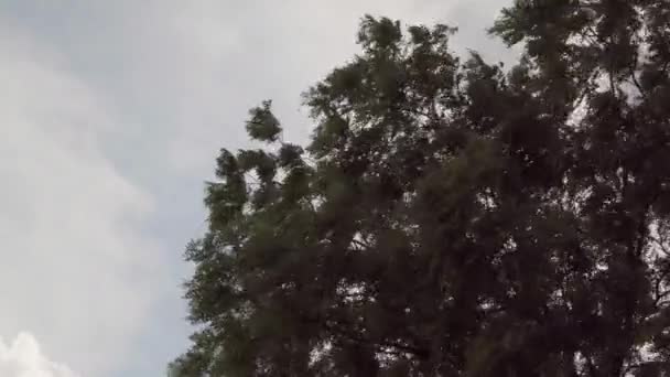 Изменение Погодных Условий Сильный Ветер Качающееся Дерево Против Грозового Облака — стоковое видео