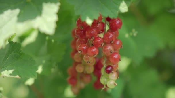 Ribes Rosso Cresce Circondato Foglie Verdi Filmati Alta Qualità — Video Stock