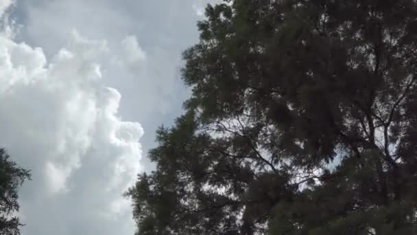 Μεγάλο Δέντρο Ταλαντεύεται Από Ισχυρό Άνεμο Κατά Του Ουρανού Σύννεφα — Αρχείο Βίντεο